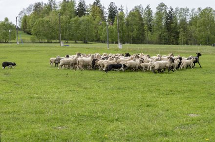 Wiślański Wygón Łowiec owce na łące